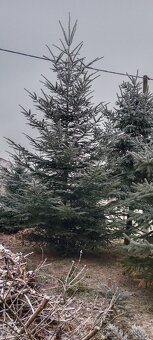 Vánoční stromeček, stromek, strom, jedle - 2