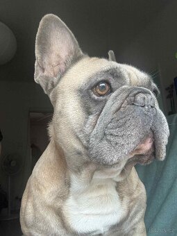 Francouzsky buldoček - 2