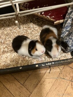 Prodám 2 morčata s klecí i vybavením - 2