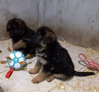 Německý ovčák - 2