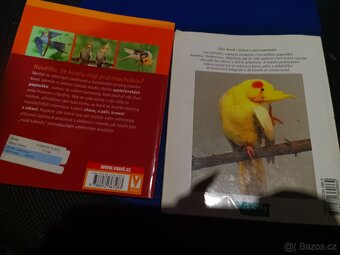 Korela cockatiel - 2