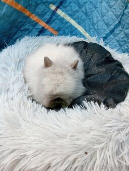 Zakrslý králíček teddy J2 - 2