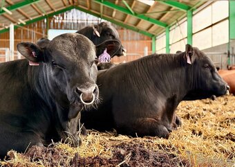 Plemenní býci Aberdeen Angus - 2