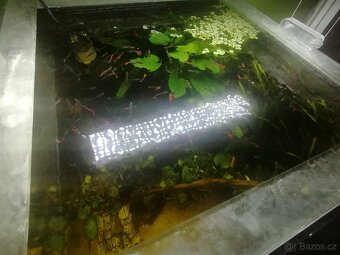 Akvarijní rostliny - 2