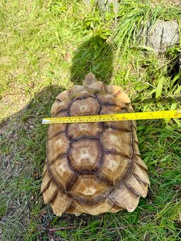 ‼️ Želva ostruhatá (Centrochelys sulcata) ‼️ - 2