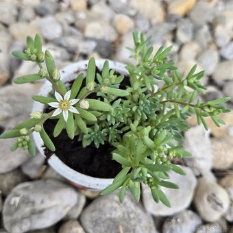 Sedum hispanicum - 2