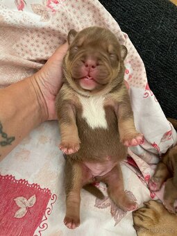 American bully pocket (mini) - 2