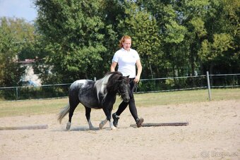 Klisna shetland pony - 2