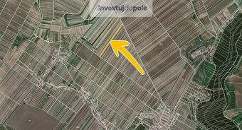 Prodej vinice v k.ú. Velké Bílovice - 2