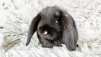 Zakrslý beránek, králíček, králík - PEGGY - 2