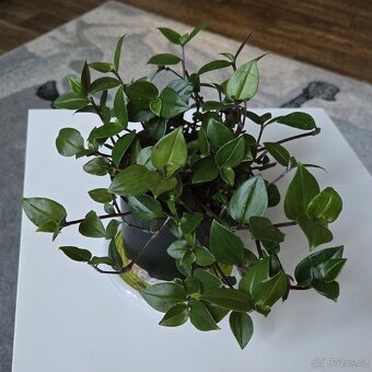 Tradescantia fluminensis,  velký trs - 2