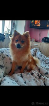 Německý špic- pomeranian - 2