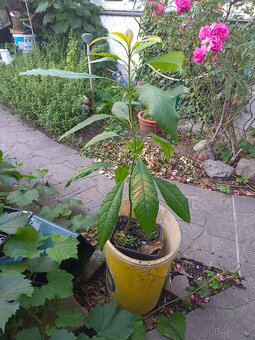 Avokádo vzrostlé výška 110 cm. Cena 120 Kč. Pěkná Sazenice - 2