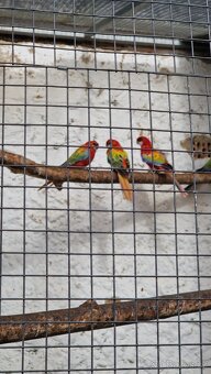 Prodam rosely zlaty opalin - 2