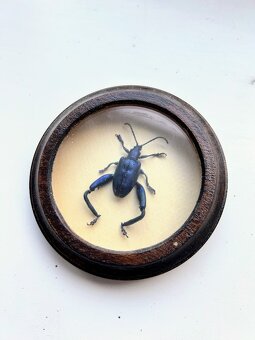 Entomologický preparát – exotický brouk Sagra, Jáva - 2
