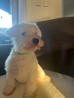 Knírač malý bílý bez PP - 2