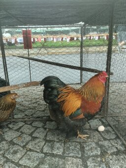 Zdrobnělá Brahmánka koroptví vlnité - 2