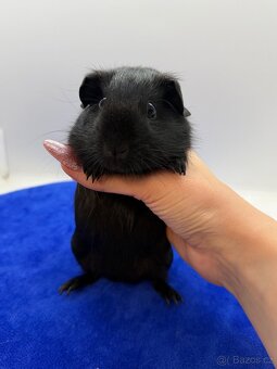 Morče hladke sameček solid aguti černá/červená - 2