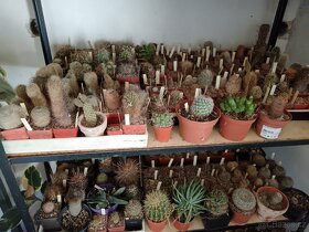 Sbírka kaktusů - 2