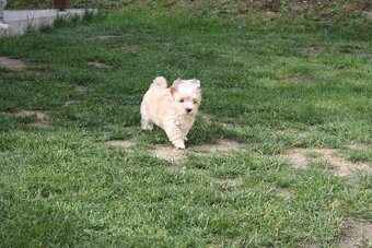 Yorkshire Terrier Golddust - 2