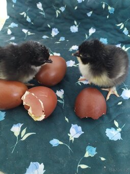 kuřátka, kuřata maranska nejen pod kvočnu - 2