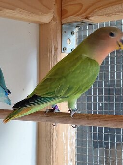 Agapornis růẓ̌ohrdlý - 2