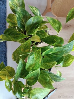 Epipremnun Hicolor - 2