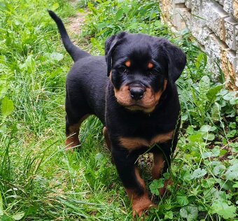 Šteniatka Rottweilera, Rottweiler, Rotvajler,Rottweiler s PP - 2
