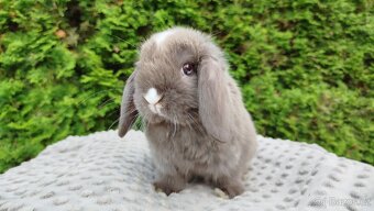 Zakrslý beránek, králíček, králík - ŇUFÍK - 2