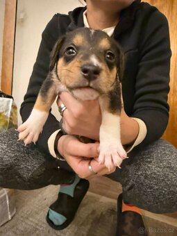 Prodej Štěňátek - 2