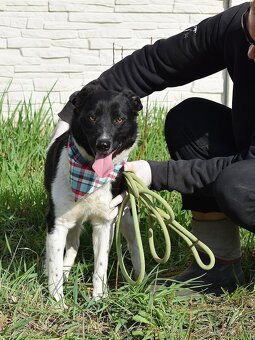 ARIELL K ADOPCI - přátelský mazel, vhodný k dětem - 2