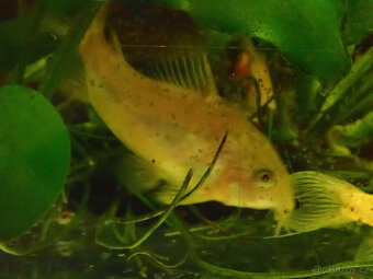 Pancéřníček skvrnitý albín - 2