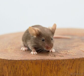 Pet myšky - 2