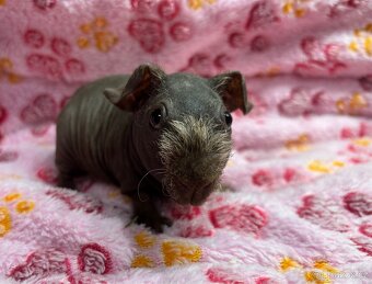 Skinny morčátko s PP - 2