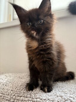 Mainska mývalí - 2