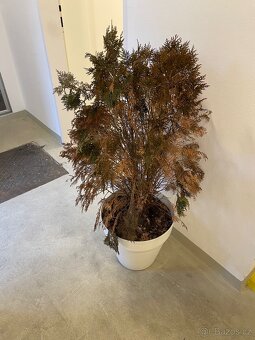 Darují zakrslou túji - 2