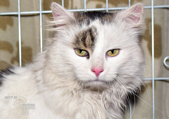 Darujeme nalezeného kocoura - 2