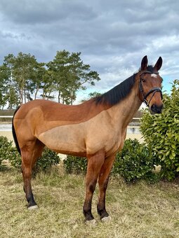 Hodný valach - učitel k prodeji - 2