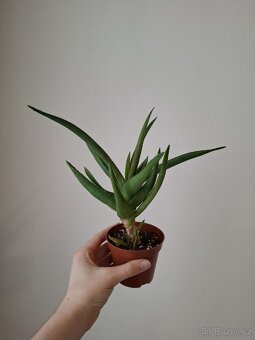 Aloe - 2