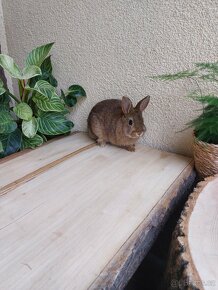 Zakrslý králík - sameček - 2