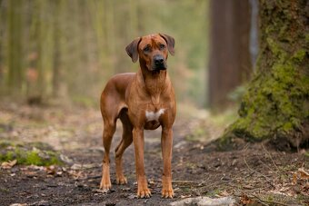 Prodám štěňátka Rhodeských ridgebacků s PP - 2