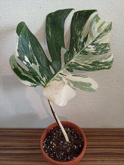 Monstera albo variegata - 2