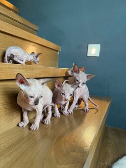 Kanadský sphynx kocourci - 2
