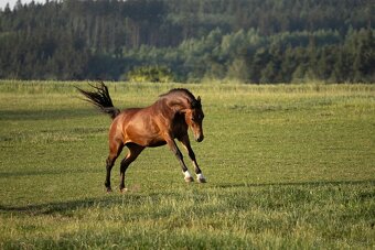 Welsh Cob klisna - 6 let - 2