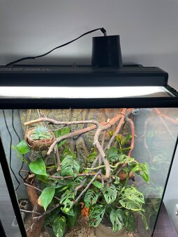 Terarium - 2