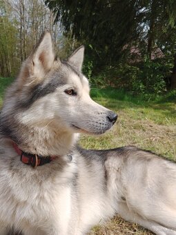 Darujeme huskyho - 2