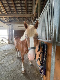 Pony na prodej - 2