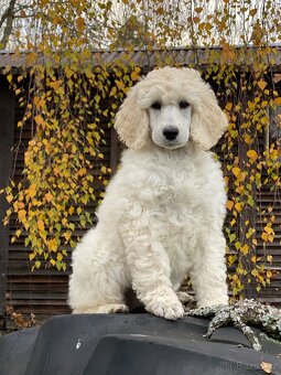 Pudl královský - 2