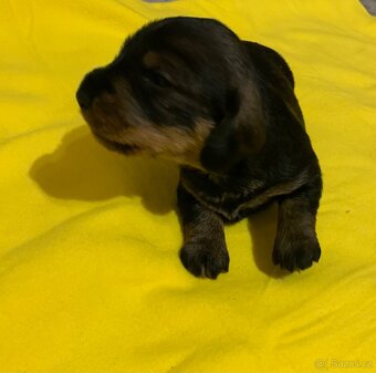 Jezevčík standard drsnosrstý s PP - 2