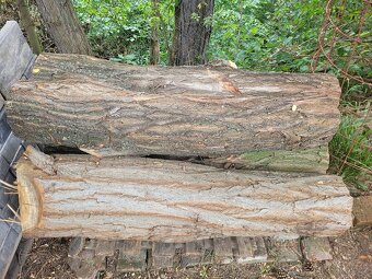 Prodám akátový špalek na štípání dřeva - 2